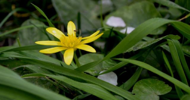 favagello in giardino: Ranunculus ficaria